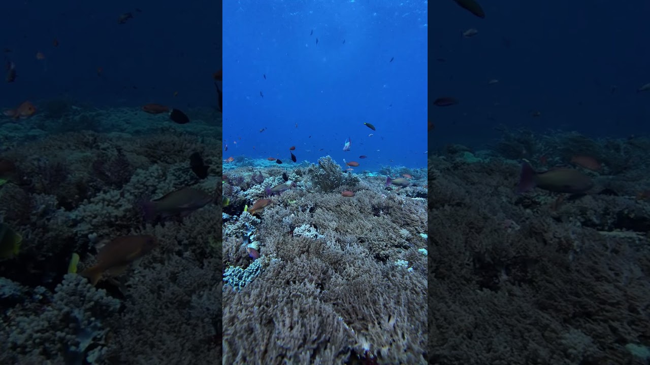 Komodo Reef Drift | Siaba Kecil Coral Garden