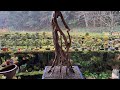 YAMADORI/山採り 【イロハモミジの奇木】 ♯590