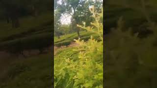 Tee Garden love agriculture  travel nature villagelife
