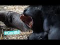 Gorillas Are Clever With Their Hands 藁を集めたり蔓草を頭にかけたり