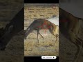 Why i dont hunt with 65 creedmoor scopecam deerhunting bigbuck shorts viral gunops reddot