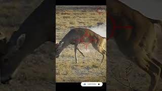 Why I Don’t Hunt With 6.5 Creedmoor #scopecam #deerhunting #bigbuck #shorts #viral #gunops #reddot Resimi