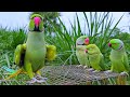 Amazing talking parrot