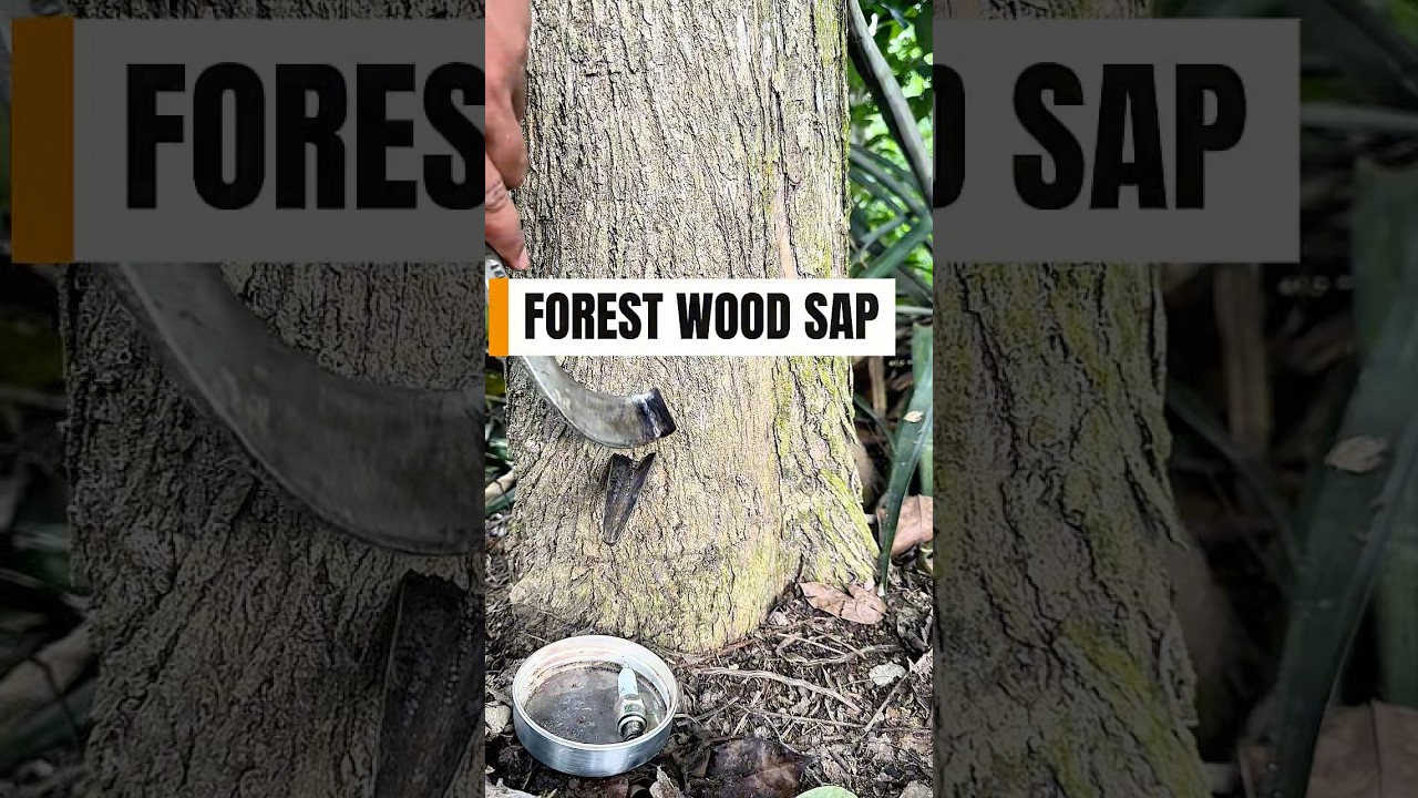 Forest wood sap 
