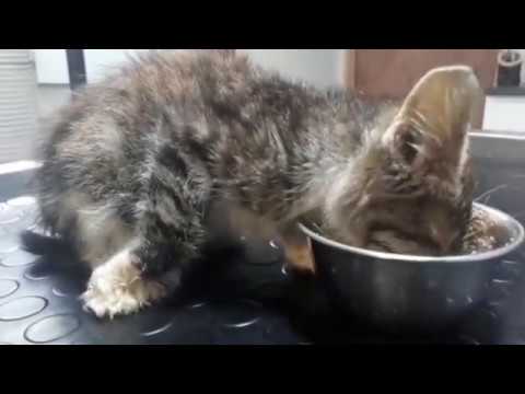 malnourished kitten care