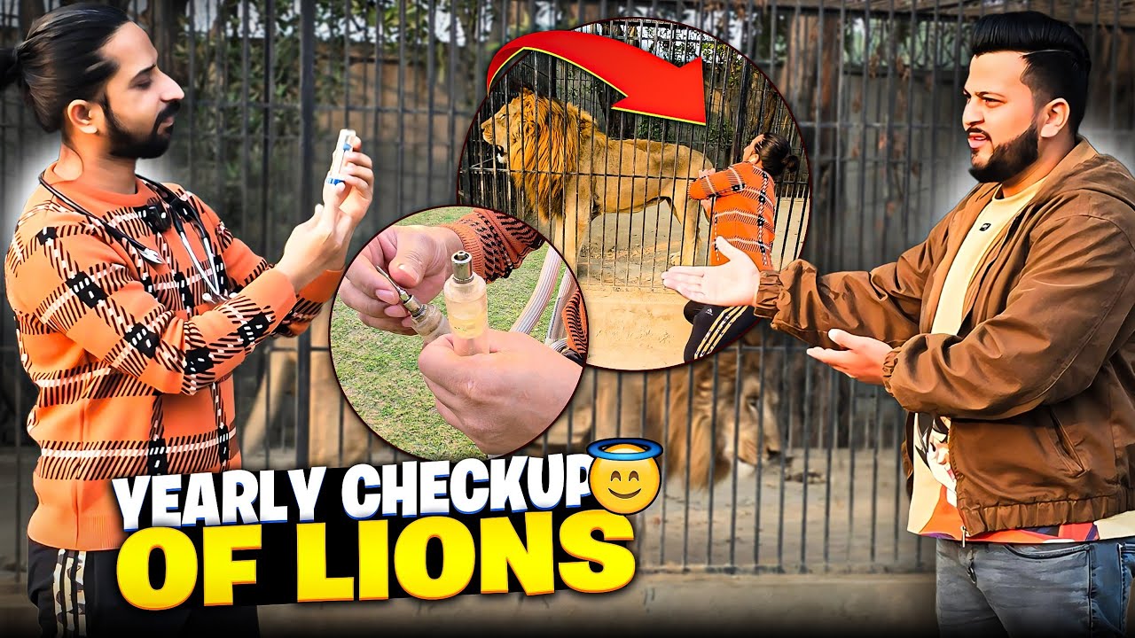 Lions Or Tigers ka Doctor Ali sy Checkup Krwa Lia 😇 | Nouman Hassan