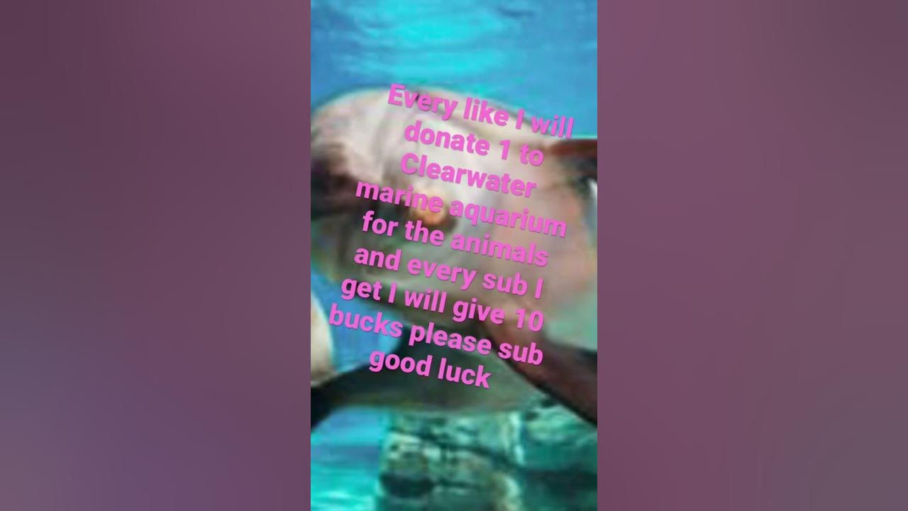 Clearwater Marine aquarium donation YouTube
