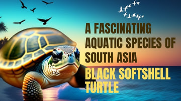 Discovering the Black Softshell Turtle: Fascinating Facts and Conservation Concerns