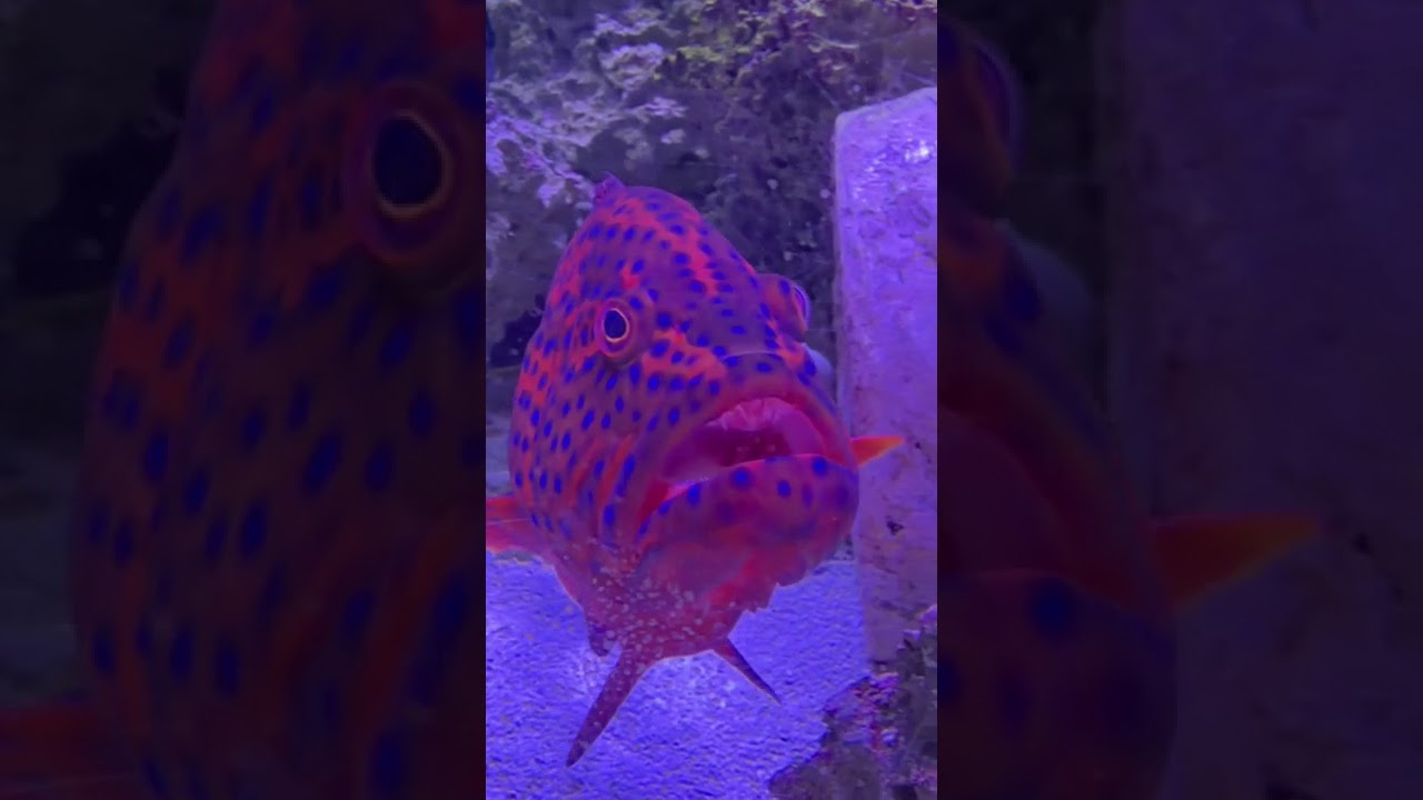 Забавный вид рыбы