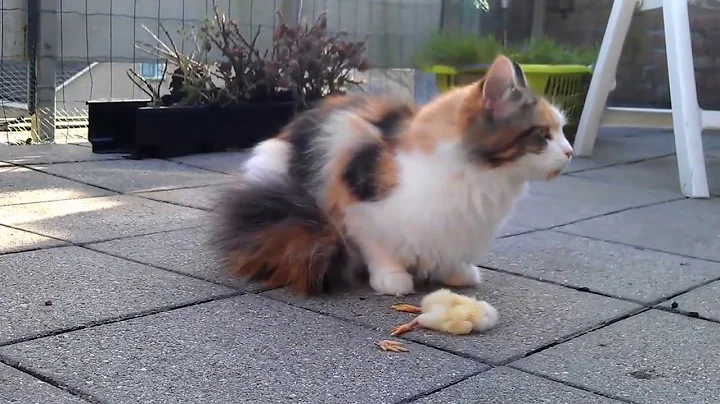 Video 10988391: maine coon eating