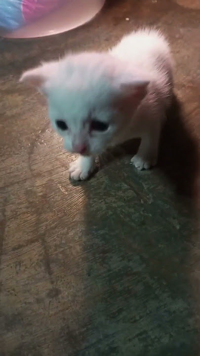 whitwBabyCat #catshorts