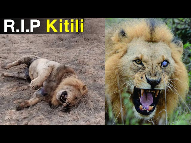 R.I.P Kitili | Nairobi's Famous One Eyed Lion Kitili Found Dead After A Fight class=