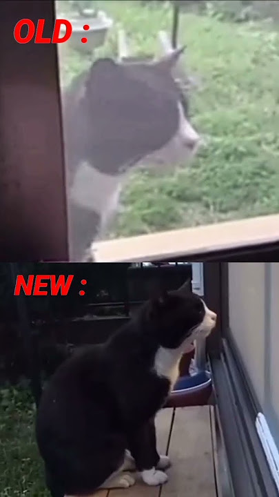 old wawawa cat vs new wawawa cat