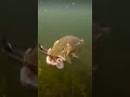 Ловля рыбы на блесну