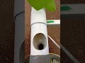 potong akar pohon melon hidroponik cut the roots of the hydroponic melon tree #farm #agriculture