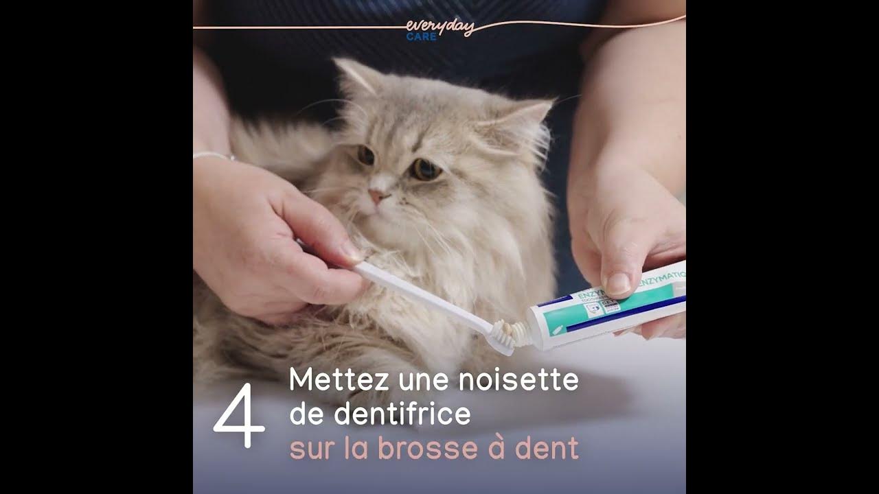 Comment brosser les dents de son chat ? [Tuto] YouTube