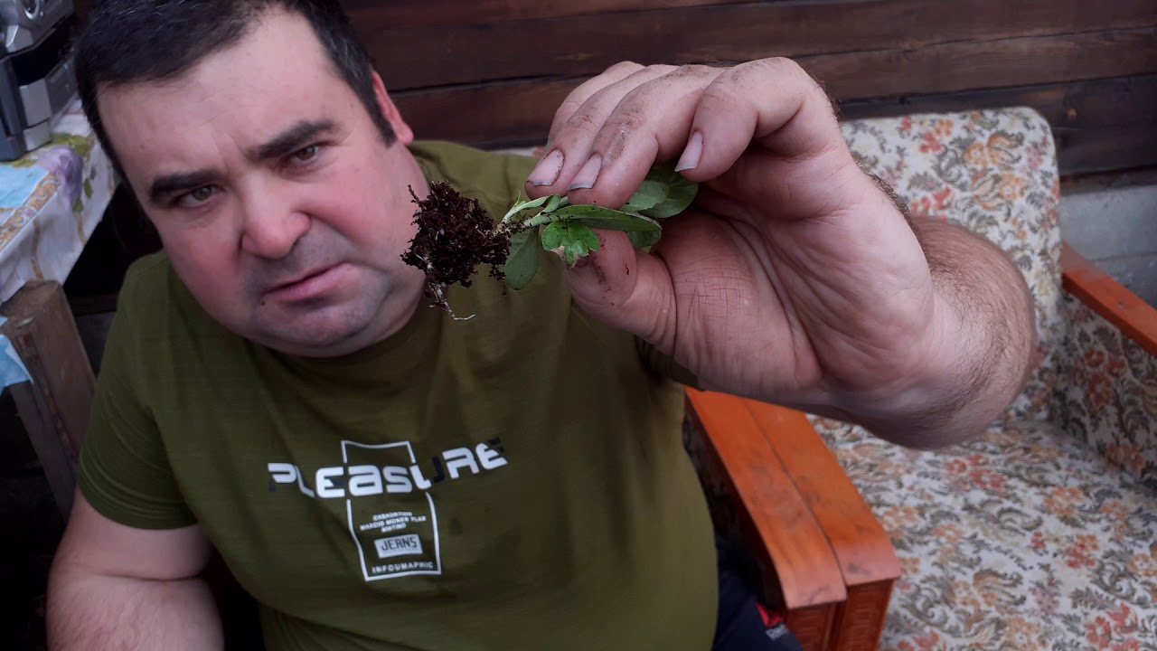 Как черенковать петунию и укоренять.