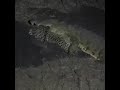 Cocodrilo mata leopardo - Crocodile kill leopard