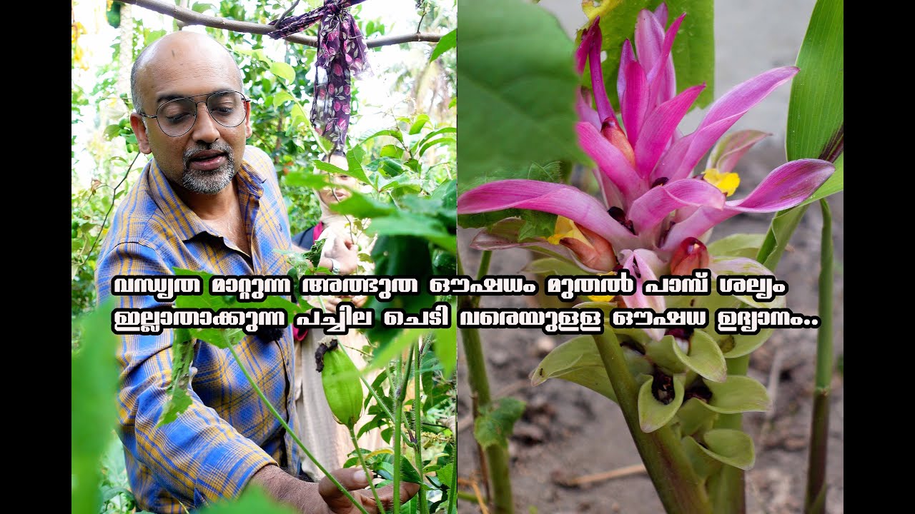 വന്ധ്യത മാറ്റുന്ന അത്ഭുത ഔഷധം മുതൽ പാമ്പ് ശല്യം ഇല്ലാതാക്കുന്ന പച്ചില ചെടി വരെയുള്ള ഔഷധ ഉദ്യാനം.