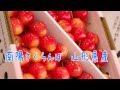南陽さくらんぼ通販 山形県産　お中元ギフトに、通信販売で果物をお取り寄せ。Nanyo Japanese cherry