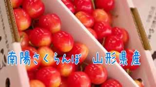 南陽さくらんぼ通販 山形県産　お中元ギフトに、通信販売で果物をお取り寄せ。Nanyo Japanese cherry