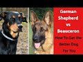 German Shepherd vs Beauceron: How To Get the Better Dog For You の動画、YouTube動画。