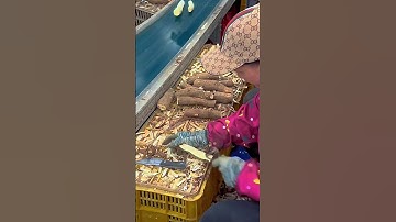 Thumbnail of The process of peeling cassava- Good tools and machinery make the work easy