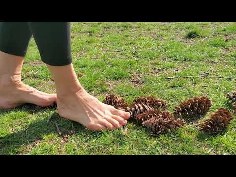 Crushing pinecones with bare feet