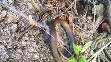 #BẫyRắnĐồngTháp #Tập165 bắt rắn bằng lưới dính con rắn rồng khủng