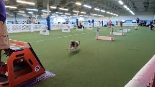 1st Annual Summerween #Flyball tournament