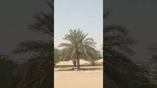 saudi Arabia | Riyadh | Dalvinoz Vlogs | shorts |