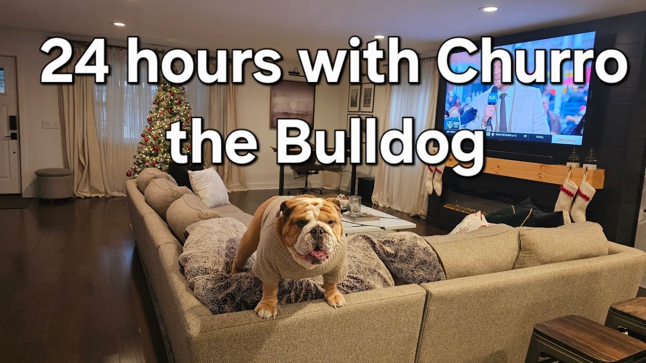 A day in the life of a Bulldog