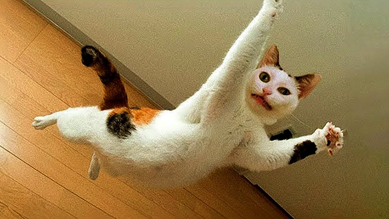 Hilarious Animal Videos - Try Not To Laugh Challenge #58