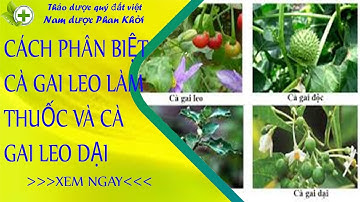 cách nhận biết cà gai leo làm thuốc với các loại cây cà gai dại khác