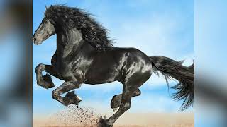 Horse Running Sound Effects Horse Sfx