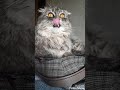 Как Эрик делает?  😛 👅 просто улыбнитесь🐱😻