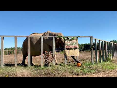 The Elephant Sanctuary | Sukari's 41st Birthday