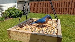 Live Bird feeder camera | North West Indiana