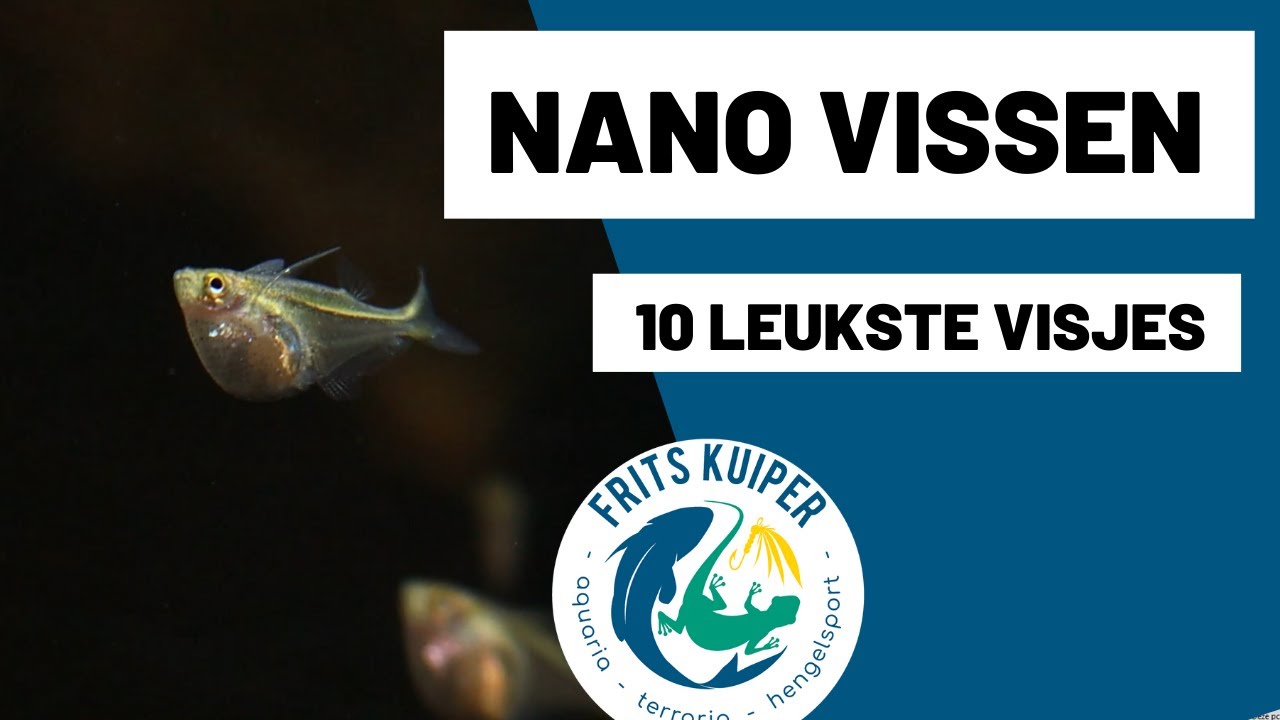 Paragraaf Rijden meditatie Nano vissen Aquarium - YouTube