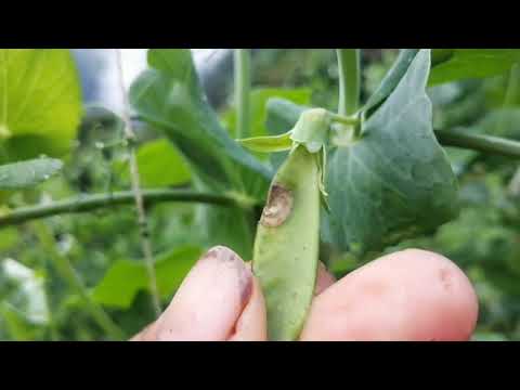 Video: Problemas comunes de los guisantes: control de plagas y enfermedades de las plantas de guisantes