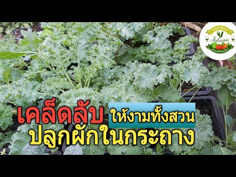 #ปลูกผักสวนครัว เคล็ดลับปลูกผักเคล (Kale)  ประโยชน์เพื่อคนรักสุขภาพ มีสารต้านอนุมูลอิสระสูง