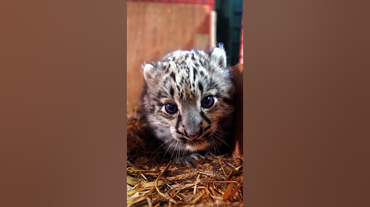 🎉 Congratulations! you've just been booped by a snow leopard cub! #cub #snowleopard #cute #kitten
