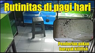 Rutinitas di pagi hari.. ‼️ memberi makan burayak ikan killifish