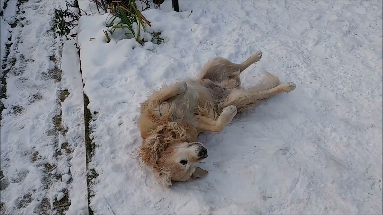 Golden Retriever is rolling in the snow - YouTube