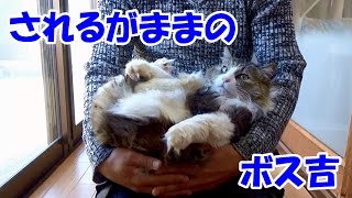 Boss Cat is Treated as Dorakichi Would.