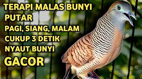 Perkutut Lokal Gacor Suara Super Kristal - Pancingan Malas Bunyi  (99%AMPUH BANGET)