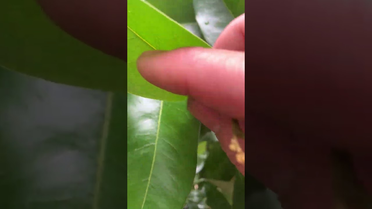 Thời tiết lạnh. Cơ hội cuối cho cây vải thiều. 22/01/2026 (04/12 ÂL)