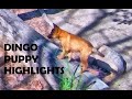 Dingo Puppies - Highlight Reel