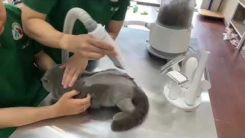 PET GROOMING VACUUM SET （WhatsApp 008613813608116）