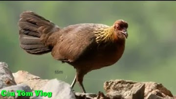 Tiếng gà mái rừng kêu kích bổi cực nhạy mới nhất 2023. @dovietchau